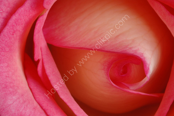 Inner Rose